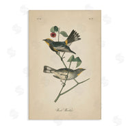 Wild Apple Portfolio | Vintage Warbler Page