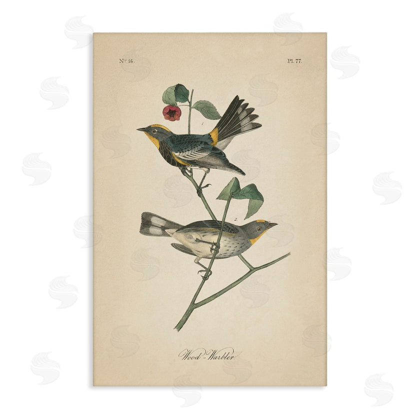 Wild Apple Portfolio | Vintage Warbler Page