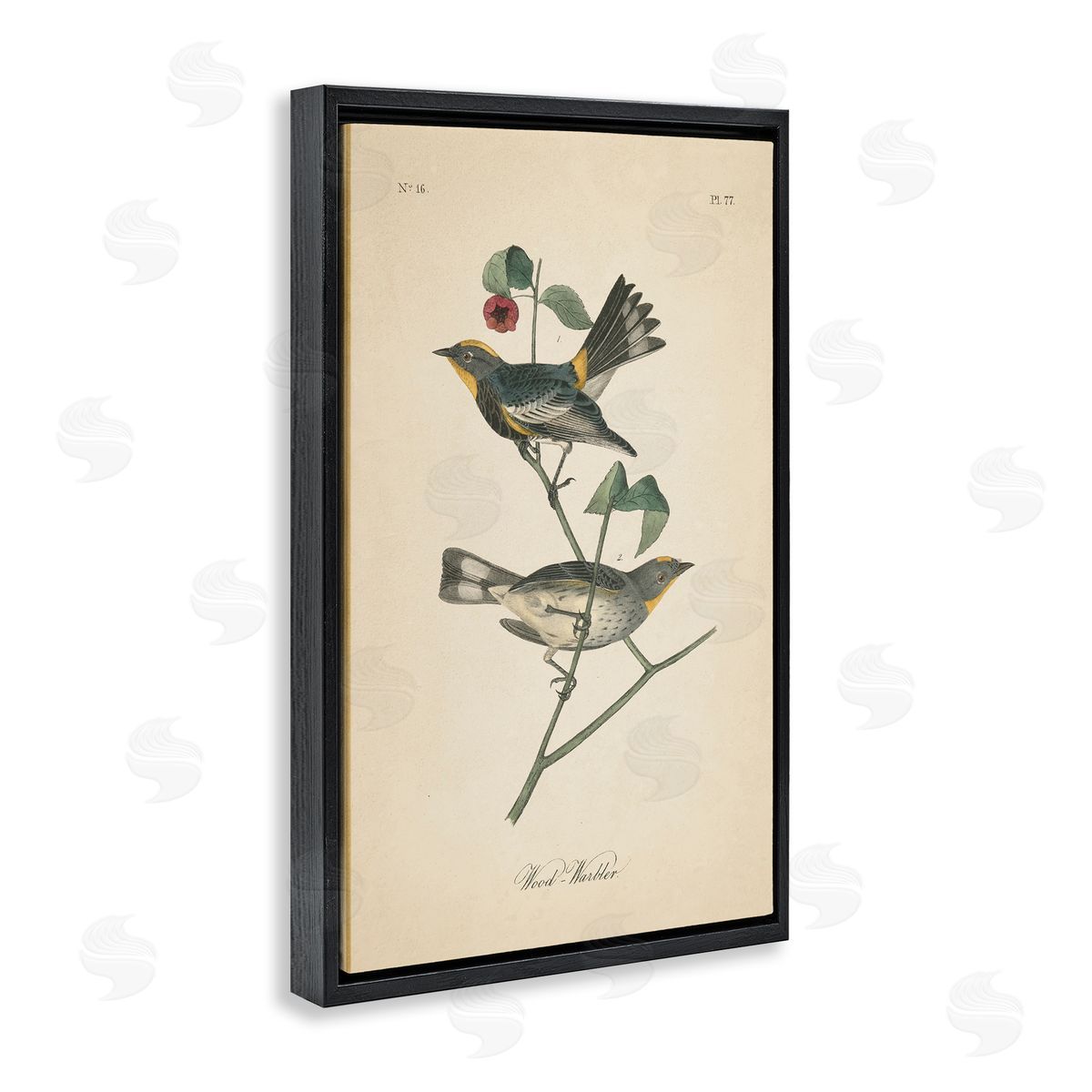 Vintage Warbler Page Black Floating Frame Canvas Wall Art, Home Decor by Wild Apple Portfolio