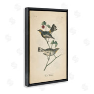 Wild Apple Portfolio | Vintage Warbler Page