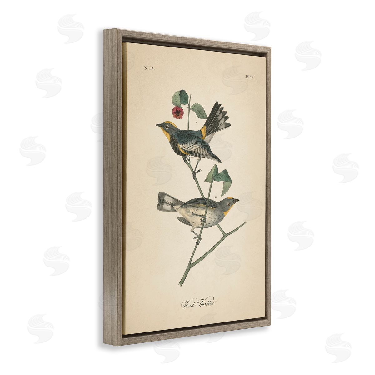 Vintage Warbler Page Brown Floating Frame Canvas Wall Art, Home Decor by Wild Apple Portfolio