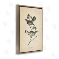 Wild Apple Portfolio | Vintage Warbler Page