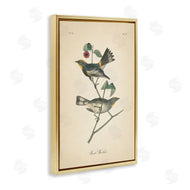 Wild Apple Portfolio | Vintage Warbler Page