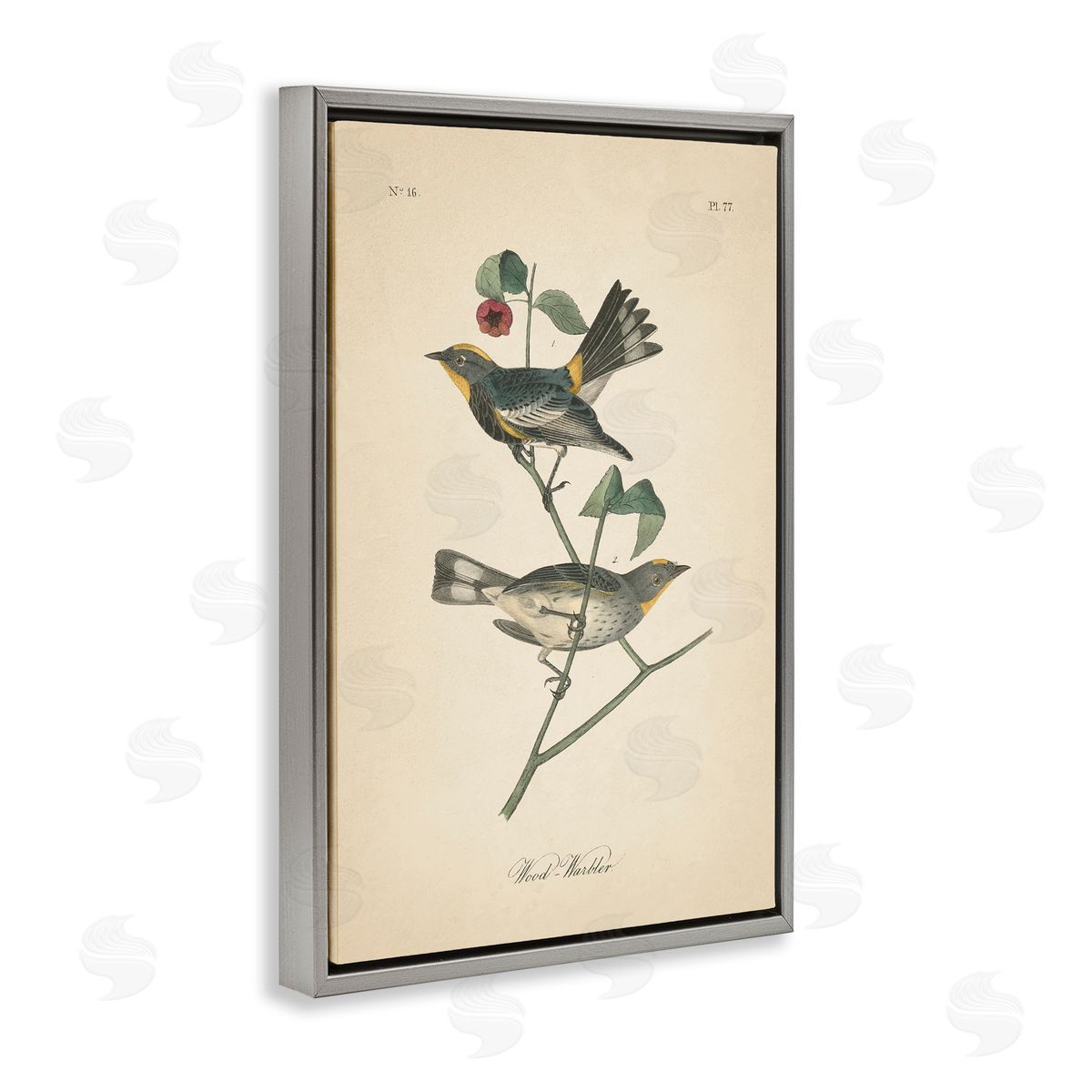 Vintage Warbler Page Grey Floating Frame Canvas Wall Art, Home Decor by Wild Apple Portfolio