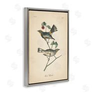 Wild Apple Portfolio | Vintage Warbler Page