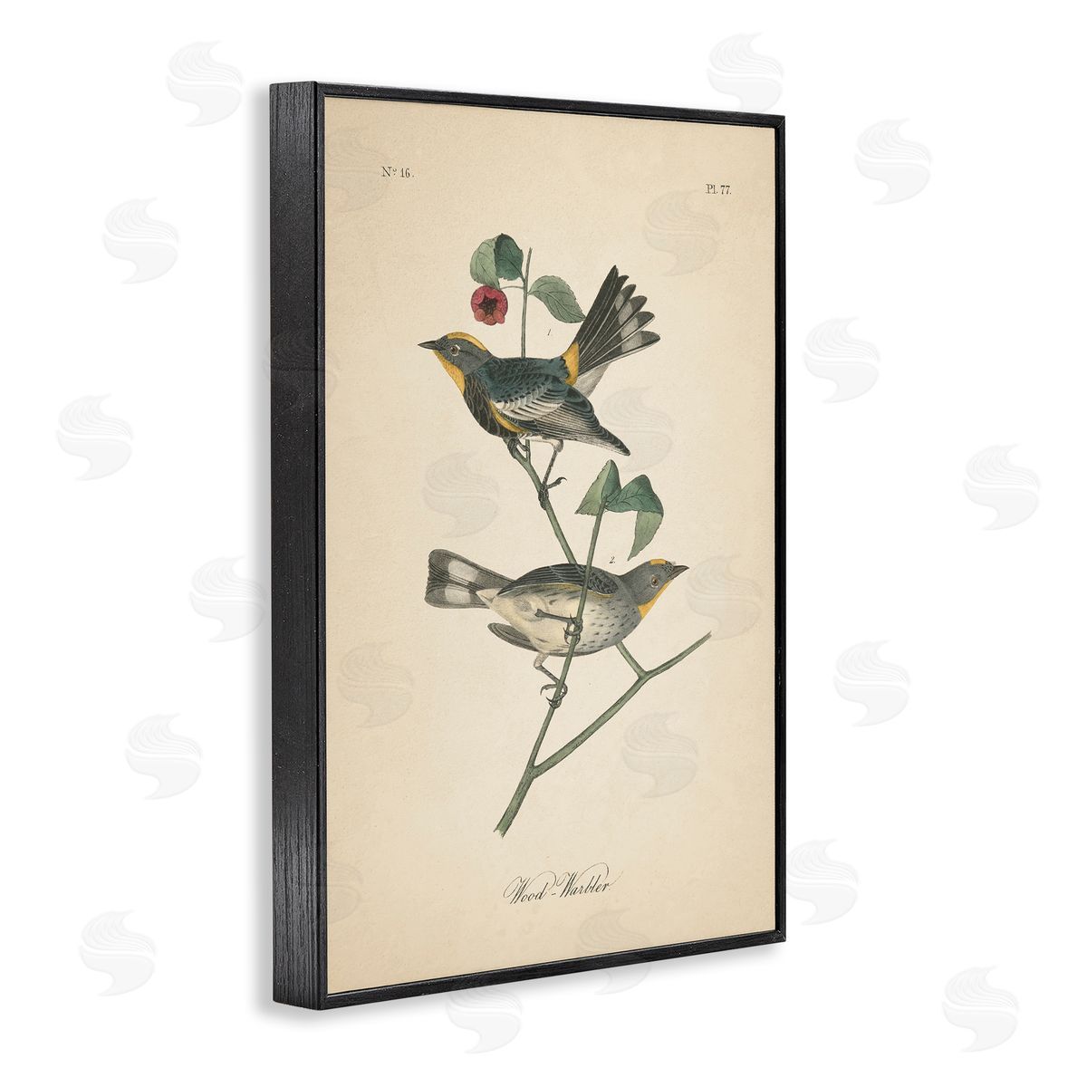 Vintage Warbler Page Black Frame Print Wall Art, Home Decor by Wild Apple Portfolio