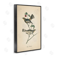 Wild Apple Portfolio | Vintage Warbler Page