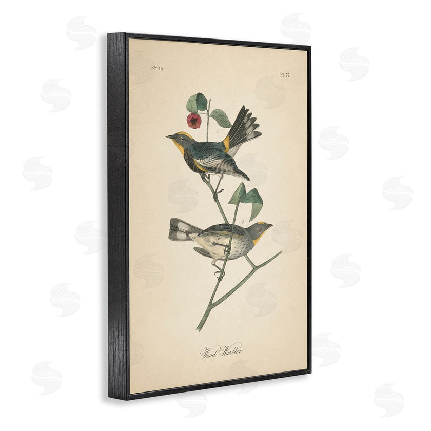 Wild Apple Portfolio | Vintage Warbler Page