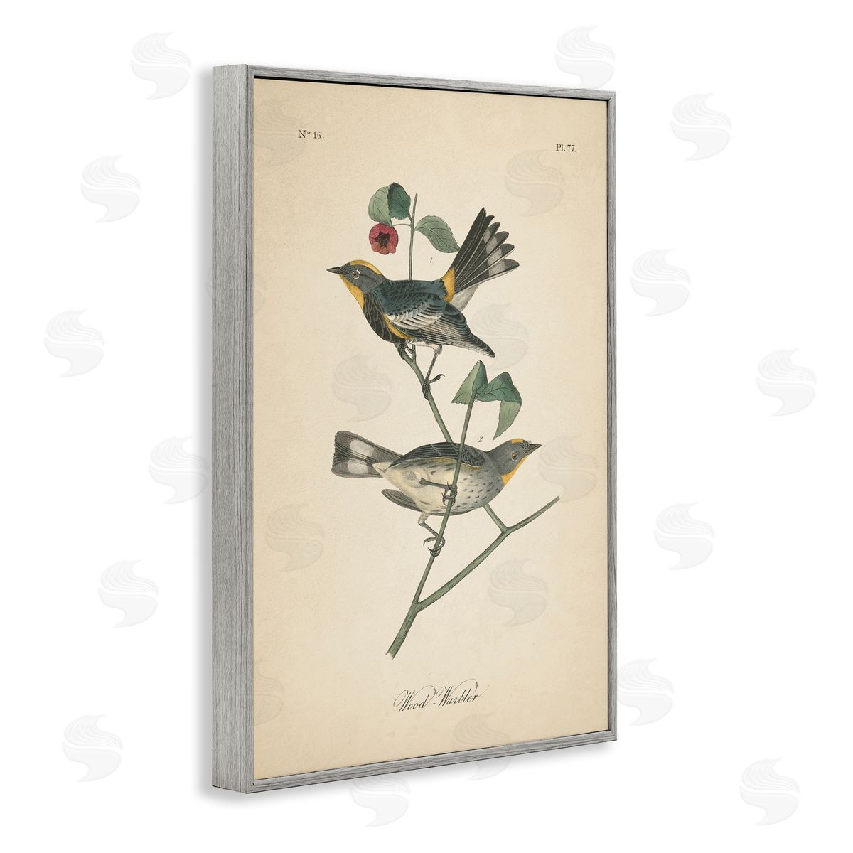 Vintage Warbler Page Grey Frame Print Wall Art, Home Decor by Wild Apple Portfolio