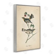 Wild Apple Portfolio | Vintage Warbler Page