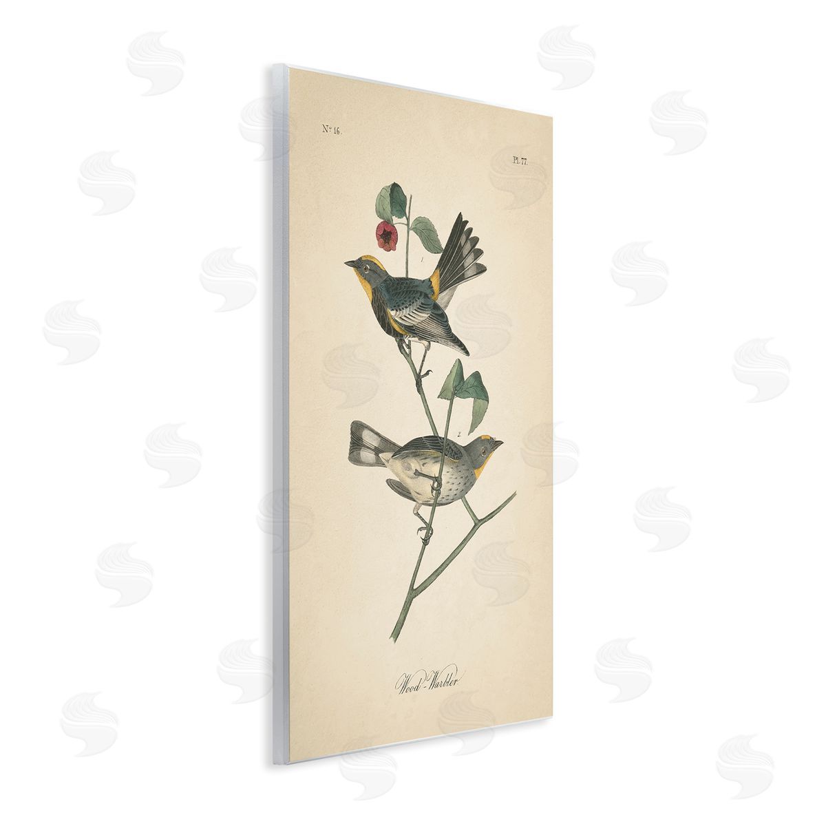 Vintage Warbler Page Wood Plaque Wall Art, Home Decor by Wild Apple Portfolio