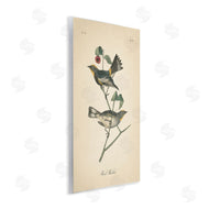 Wild Apple Portfolio | Vintage Warbler Page