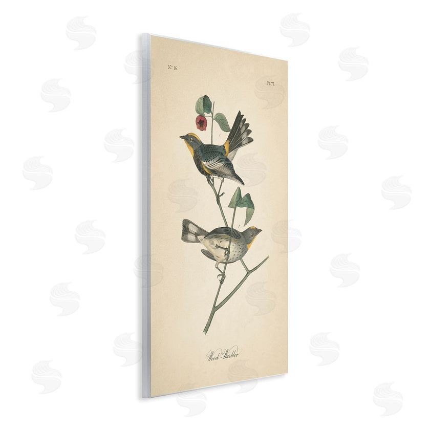 Wild Apple Portfolio | Vintage Warbler Page