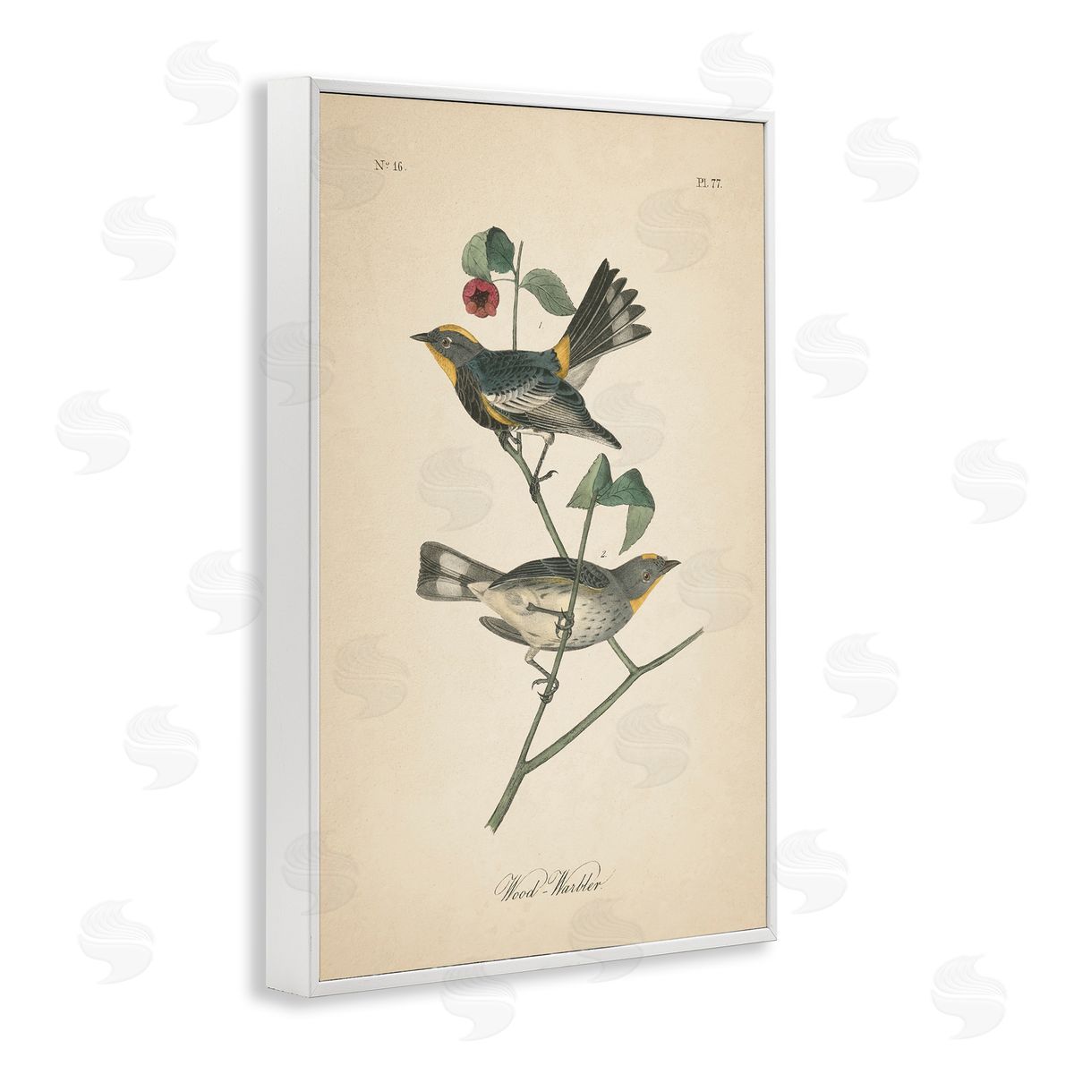 Vintage Warbler Page White Frame Print Wall Art, Home Decor by Wild Apple Portfolio
