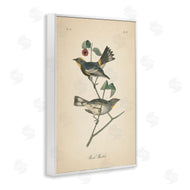 Wild Apple Portfolio | Vintage Warbler Page