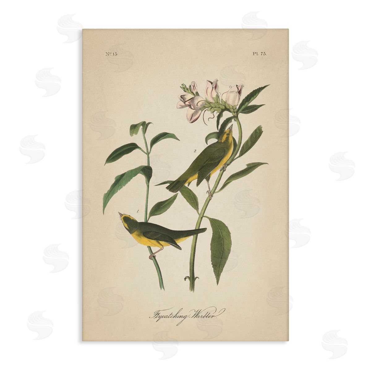 Vintage Warbler Diagram Canvas Wall Art, Home Decor by Wild Apple Portfolio