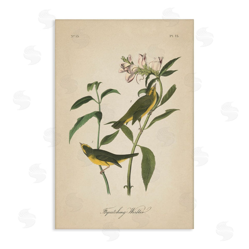 Wild Apple Portfolio | Vintage Warbler Diagram
