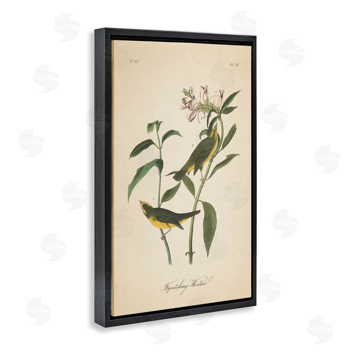 Vintage Warbler Diagram Black Floating Frame Canvas Wall Art, Home Decor by Wild Apple Portfolio