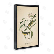 Wild Apple Portfolio | Vintage Warbler Diagram