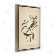 Wild Apple Portfolio | Vintage Warbler Diagram