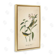 Wild Apple Portfolio | Vintage Warbler Diagram