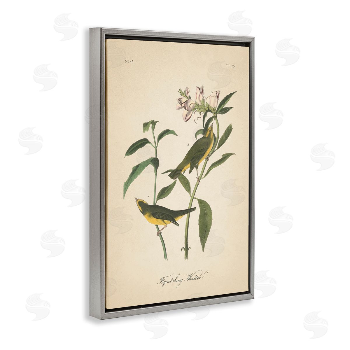 Vintage Warbler Diagram Grey Floating Frame Canvas Wall Art, Home Decor by Wild Apple Portfolio
