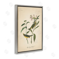 Wild Apple Portfolio | Vintage Warbler Diagram