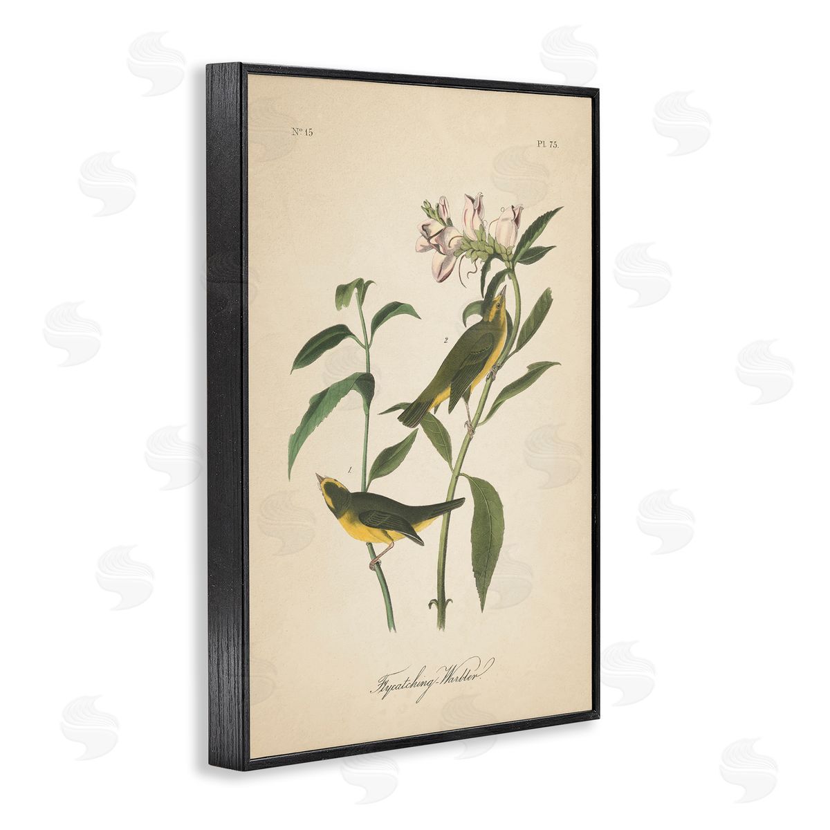 Vintage Warbler Diagram Black Frame Print Wall Art, Home Decor by Wild Apple Portfolio