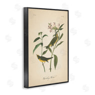 Wild Apple Portfolio | Vintage Warbler Diagram