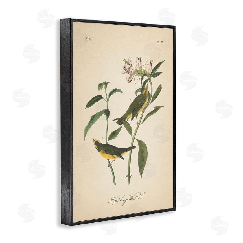 Wild Apple Portfolio | Vintage Warbler Diagram