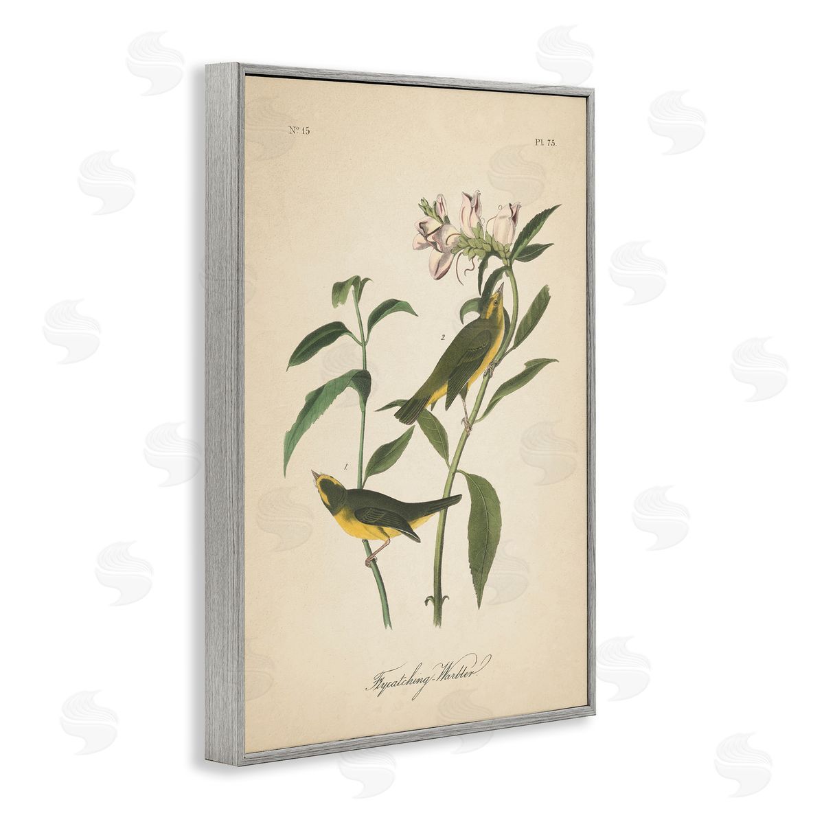Vintage Warbler Diagram Grey Frame Print Wall Art, Home Decor by Wild Apple Portfolio
