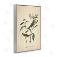 Wild Apple Portfolio | Vintage Warbler Diagram
