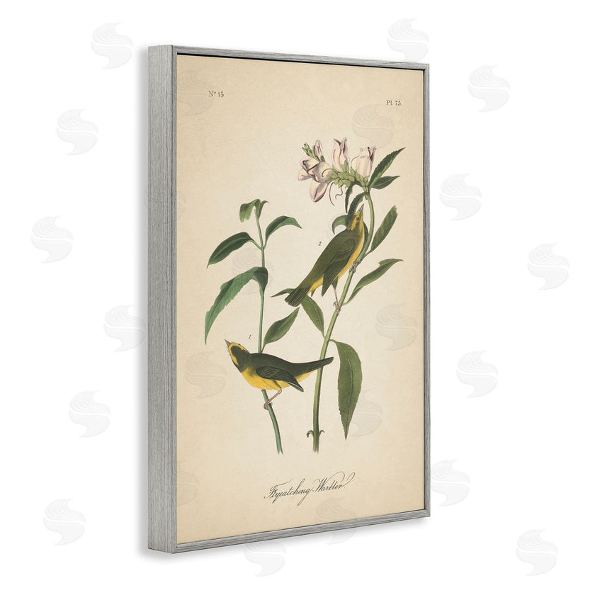 Wild Apple Portfolio | Vintage Warbler Diagram