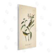 Wild Apple Portfolio | Vintage Warbler Diagram