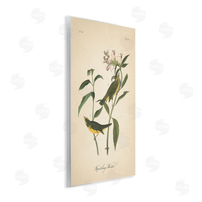 Wild Apple Portfolio | Vintage Warbler Diagram
