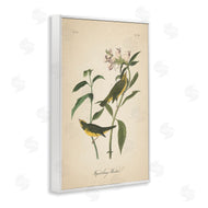 Wild Apple Portfolio | Vintage Warbler Diagram