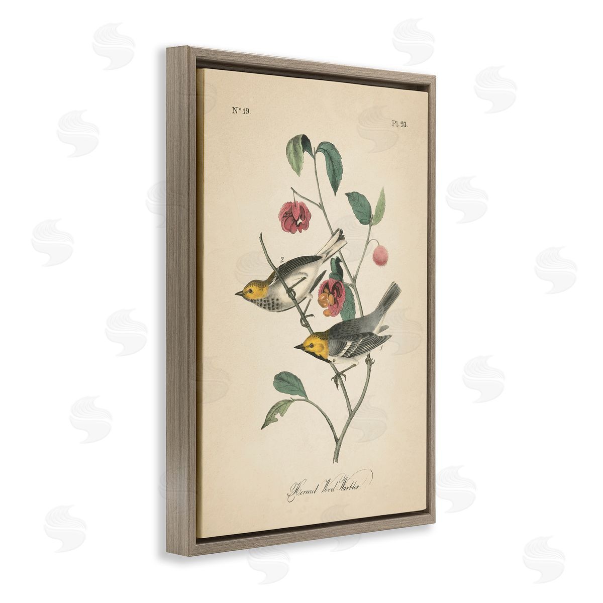 Vintage Warbler and Plants Brown Floating Frame Canvas Wall Art, Home Decor by Wild Apple Portfolio
