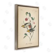 Wild Apple Portfolio | Vintage Warbler and Plants
