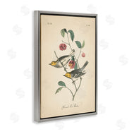 Wild Apple Portfolio | Vintage Warbler and Plants