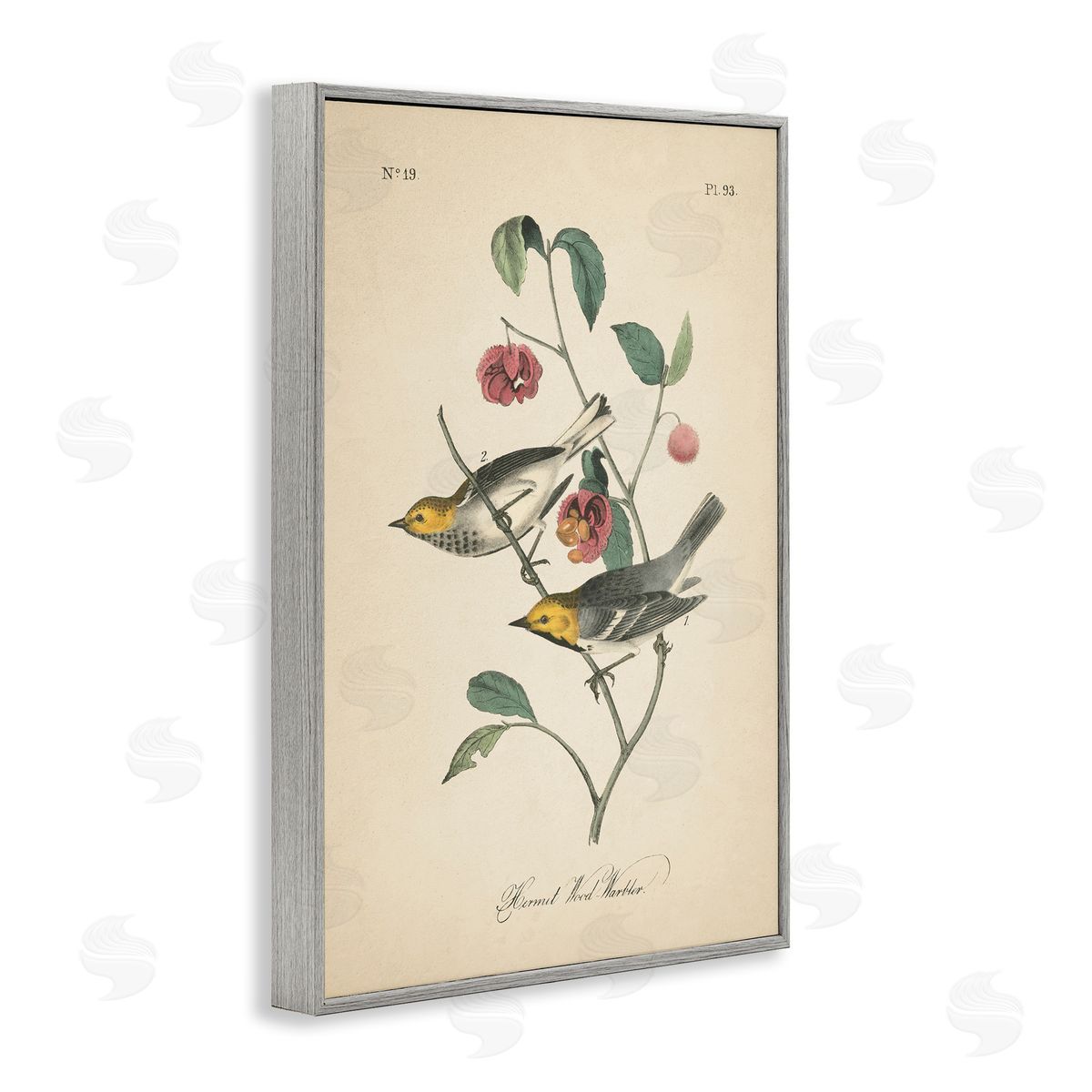 Vintage Warbler and Plants Grey Frame Print Wall Art, Home Decor by Wild Apple Portfolio