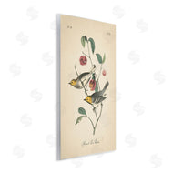 Wild Apple Portfolio | Vintage Warbler and Plants