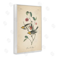Wild Apple Portfolio | Vintage Warbler and Plants
