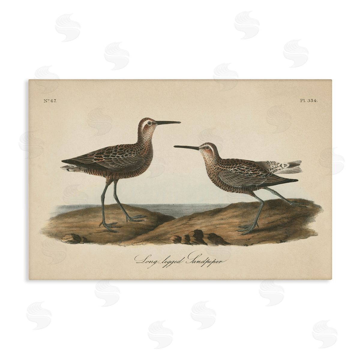 Long Legged Sandpiper Canvas Wall Art, Home Decor by Wild Apple Portfolio