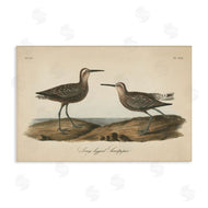Wild Apple Portfolio | Long Legged Sandpiper