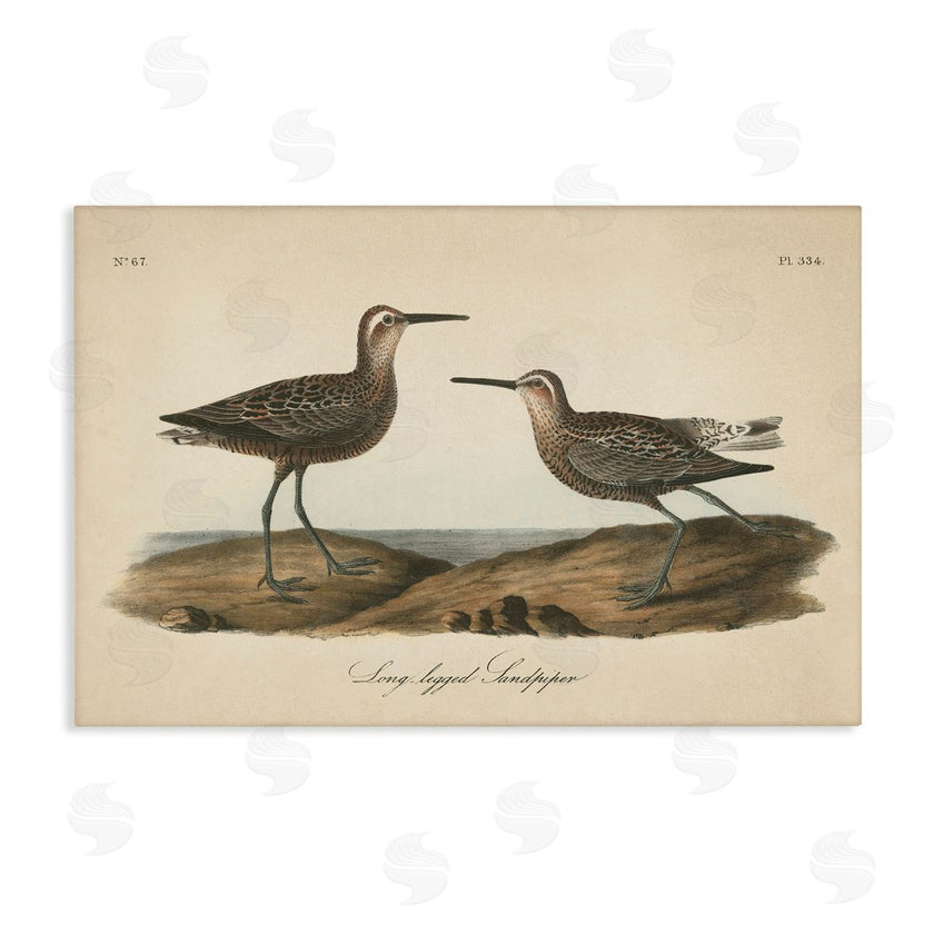 Wild Apple Portfolio | Long Legged Sandpiper