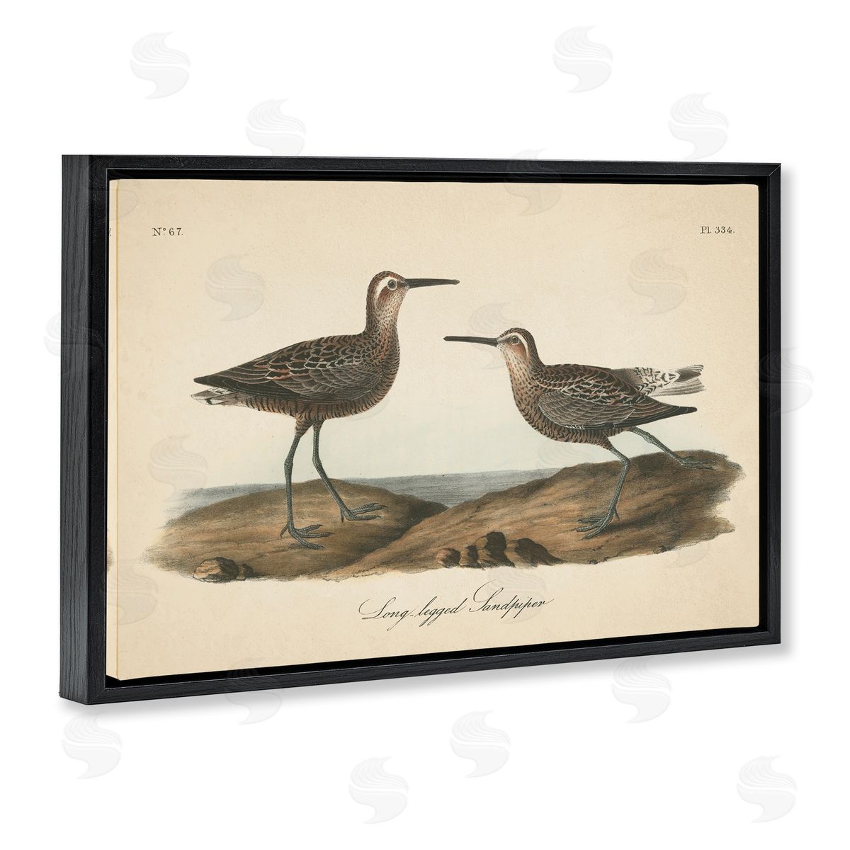 Long Legged Sandpiper Black Floating Frame Canvas Wall Art, Home Decor by Wild Apple Portfolio