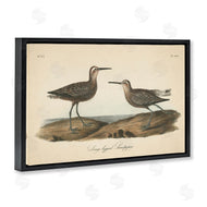 Wild Apple Portfolio | Long Legged Sandpiper