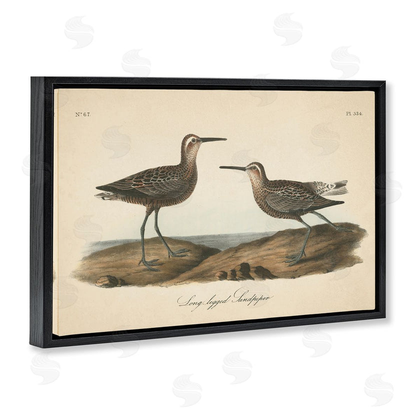 Wild Apple Portfolio | Long Legged Sandpiper