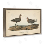 Wild Apple Portfolio | Long Legged Sandpiper