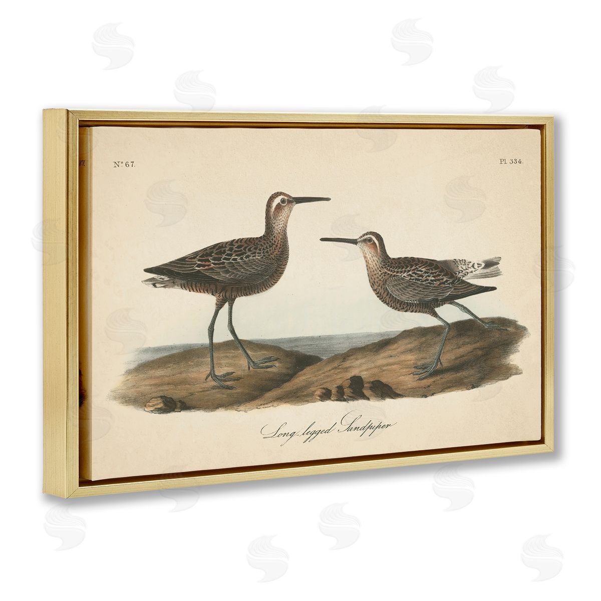 Long Legged Sandpiper Gold Floating Frame Canvas Wall Art, Home Decor by Wild Apple Portfolio